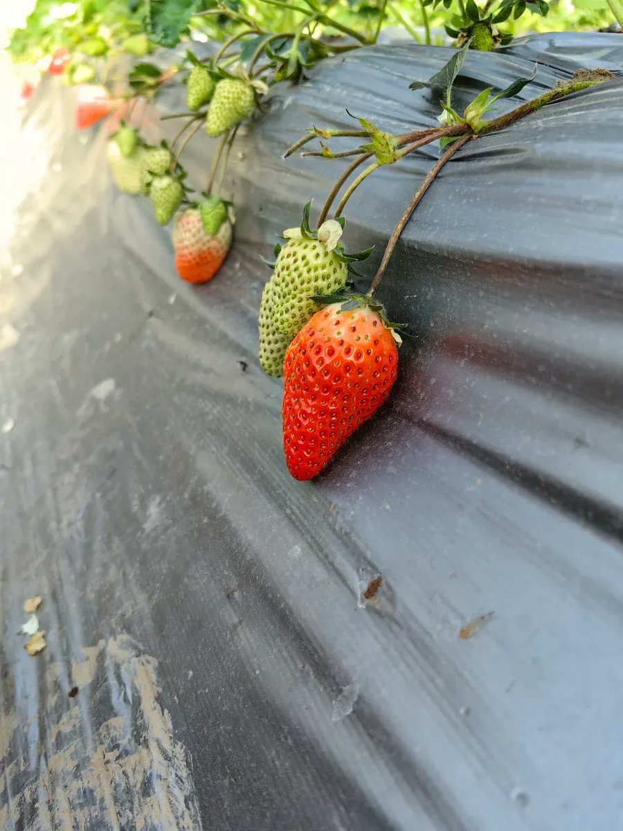 LEON86453579's tweet photo. Fresh local strawberries u0026 organic spinach restocked! Grab your farm-fresh picks today for healthy weeknight meals. https://t.co/rDkqrULPmT