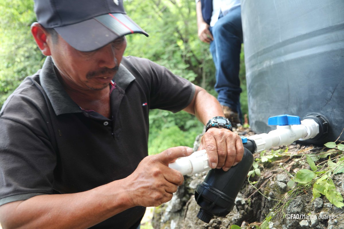 FAOHonduras's tweet photo. 📍Curarén, Francisco Morazán
Como parte de la #AcciónAnticipatoria, líderes comunitarios de Cunimisca replican lo aprendido: hoy instalan el sistema riego por goteo, acompañados por ADRA y supervisados por FAO, fortaleciendo la producción agrícola ante la sequía.
@OCHAFunds https://t.co/SYgKoH86tO