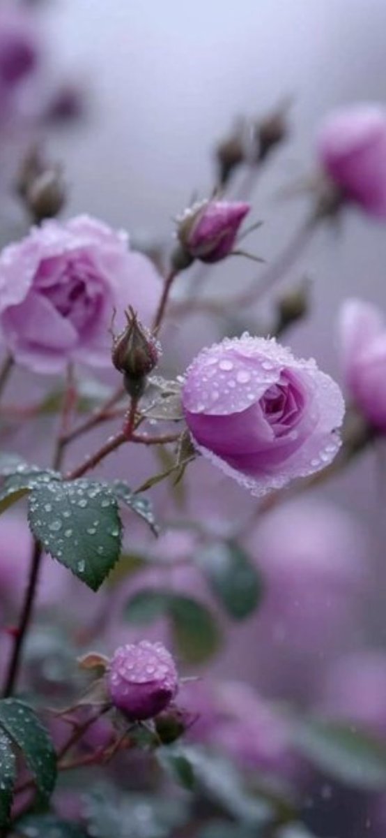 mertoglu1829412's tweet photo. 🌸🌿Good morning☕️ everyone 🌸🌿 https://t.co/k8U9q8s3Bs
