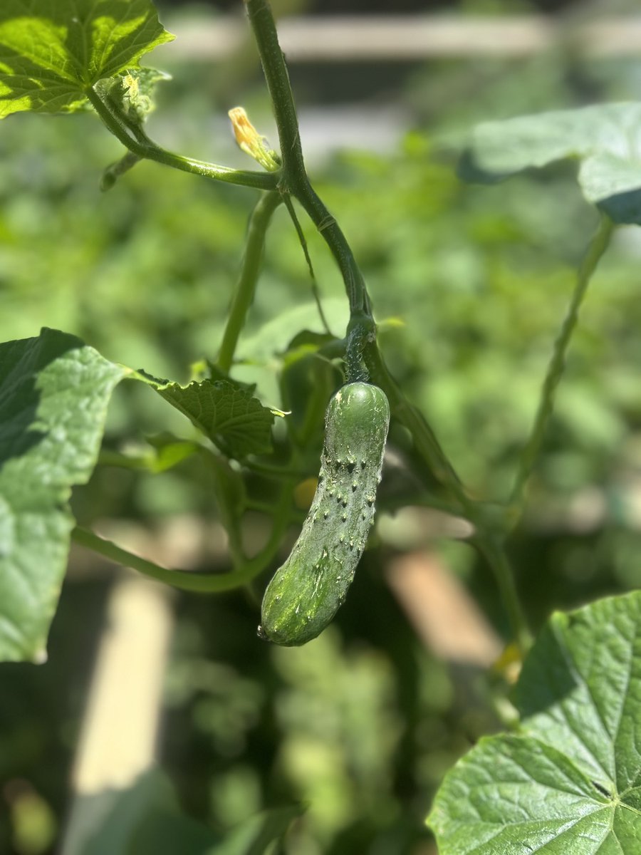 OBXfcaLORI's tweet photo. Garden in the Marsh in July https://t.co/hDqQt4QZyT