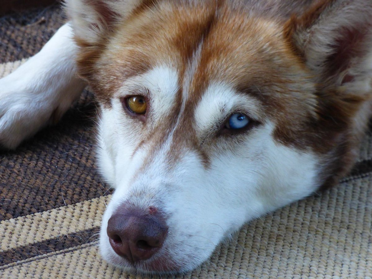 Ozzmak's tweet photo. My Beautifull #husky #Tella ♥️ https://t.co/zGYZFMK1aT