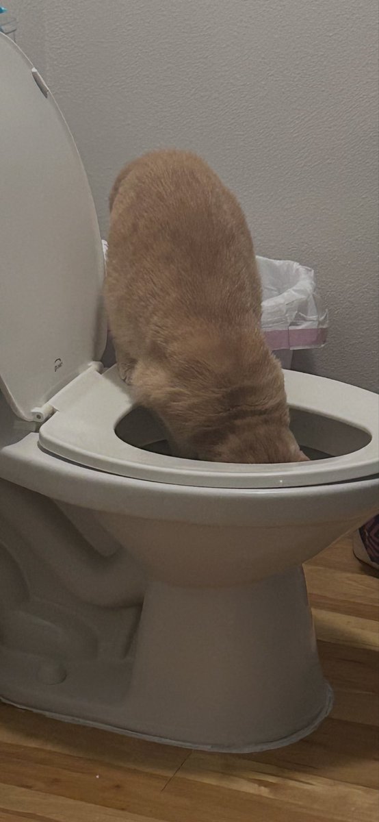 b3nnnyD's tweet photo. He has a bowl full of water!!! https://t.co/nEmU5AIpBG