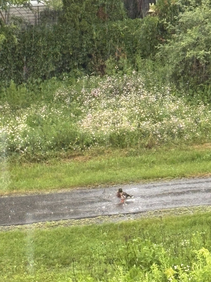 DJ_Author's tweet photo. Great weather for ducks, evidently. Celebrating Dominion Day with typical July thunderstorms. https://t.co/6vA2kTuSc5