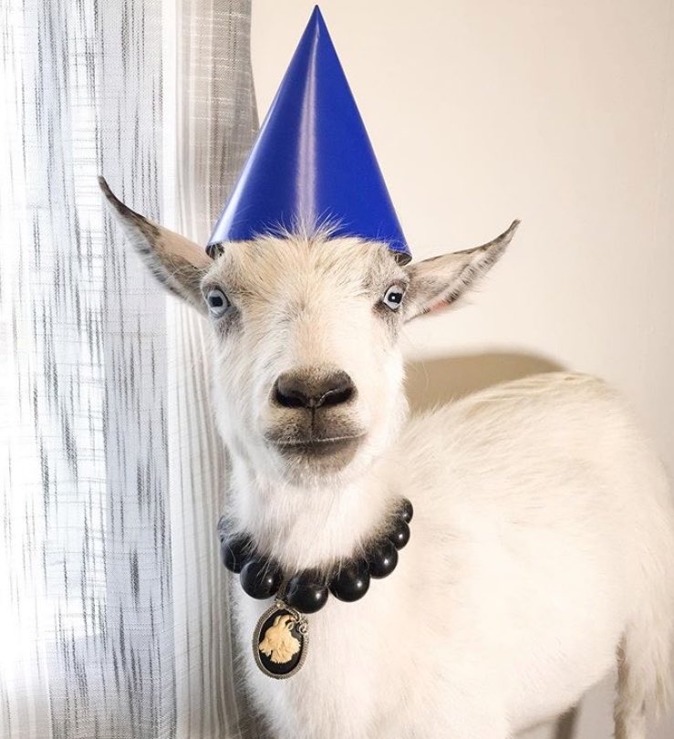goatofthe's tweet photo. 📅 1st July 2026
🏷️ Instagram/everyday_goats_life
💕 #animaloftheday https://t.co/7OQC9cU3F4