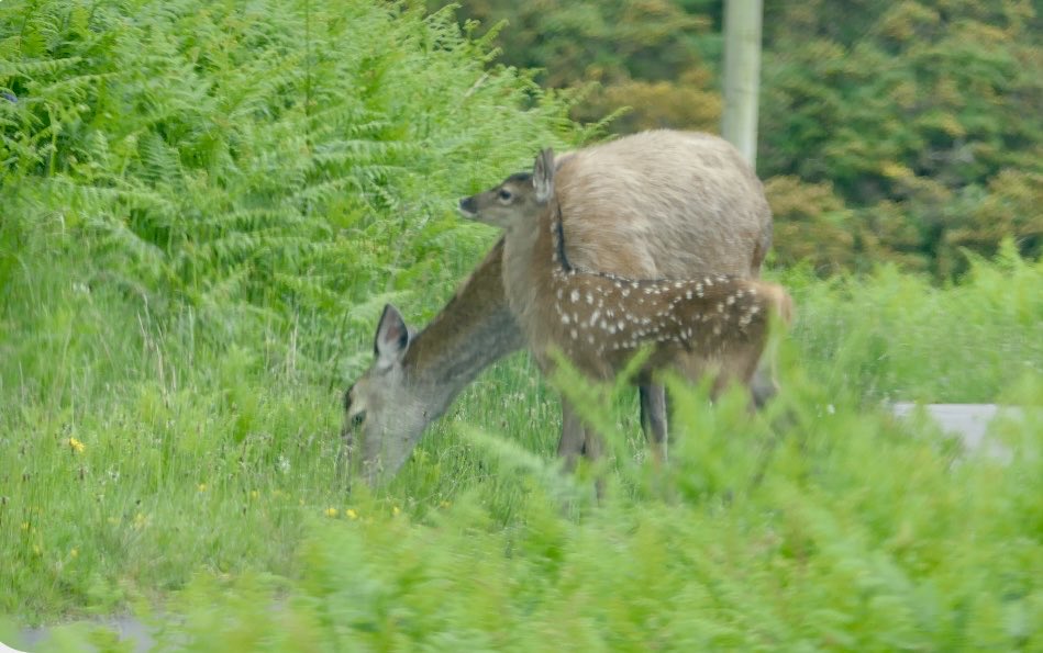 RusselWarren2's tweet photo. Red Deer from our recent trip to Mull. @carlbovisnature @rspb #mull #scotland https://t.co/UI9KOzIGY5