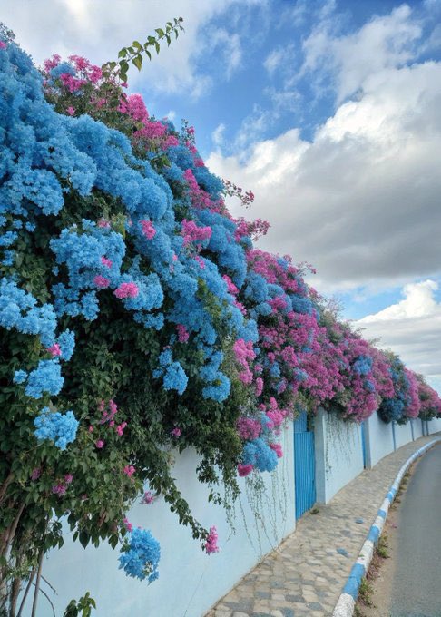 bloomele_'s tweet photo. Bougainvillea, but make it colorful. https://t.co/Z9J97aZ0b4