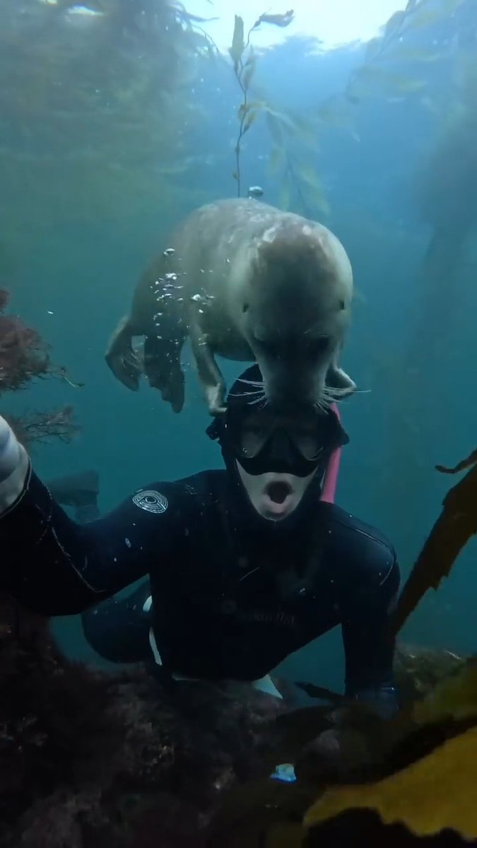 AMAZlNGNATURE's tweet photo. A curious harbor seal decides to make friends with a diver

Harbor seals are naturally curious, and this one swam over to investigate before gently resting on the diver's head https://t.co/6wlZBYsyhP