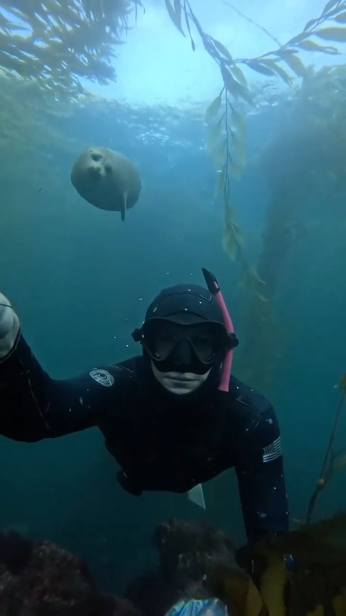 AMAZlNGNATURE's tweet photo. A curious harbor seal decides to make friends with a diver

Harbor seals are naturally curious, and this one swam over to investigate before gently resting on the diver's head https://t.co/6wlZBYsyhP