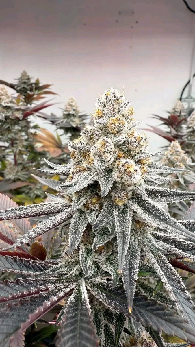 smkystallion's tweet photo. Sub zero second time growing her and she flexed so crazy https://t.co/dsPELNxDVv