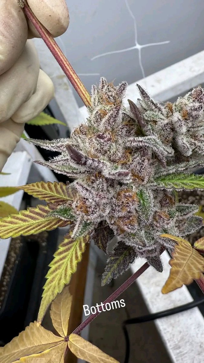 smkystallion's tweet photo. Sub zero second time growing her and she flexed so crazy https://t.co/dsPELNxDVv