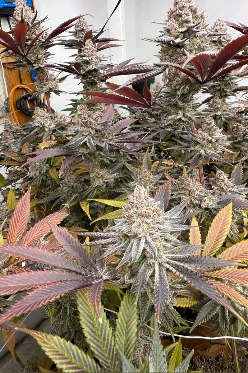 smkystallion's tweet photo. Sub zero second time growing her and she flexed so crazy https://t.co/dsPELNxDVv