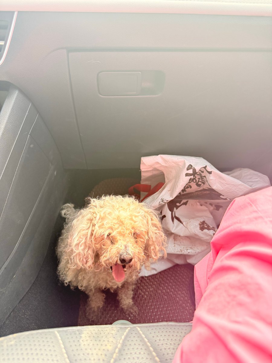 BrandonMatrqdl's tweet photo. Puppy Mila just hit 6 months old! She went from a wobbly furball that couldn’t walk straight to zooming around the park like a tiny tornado  Still steals my socks daily, and I wouldn’t have it any other way.， https://t.co/jKrgkkZ3yZ
