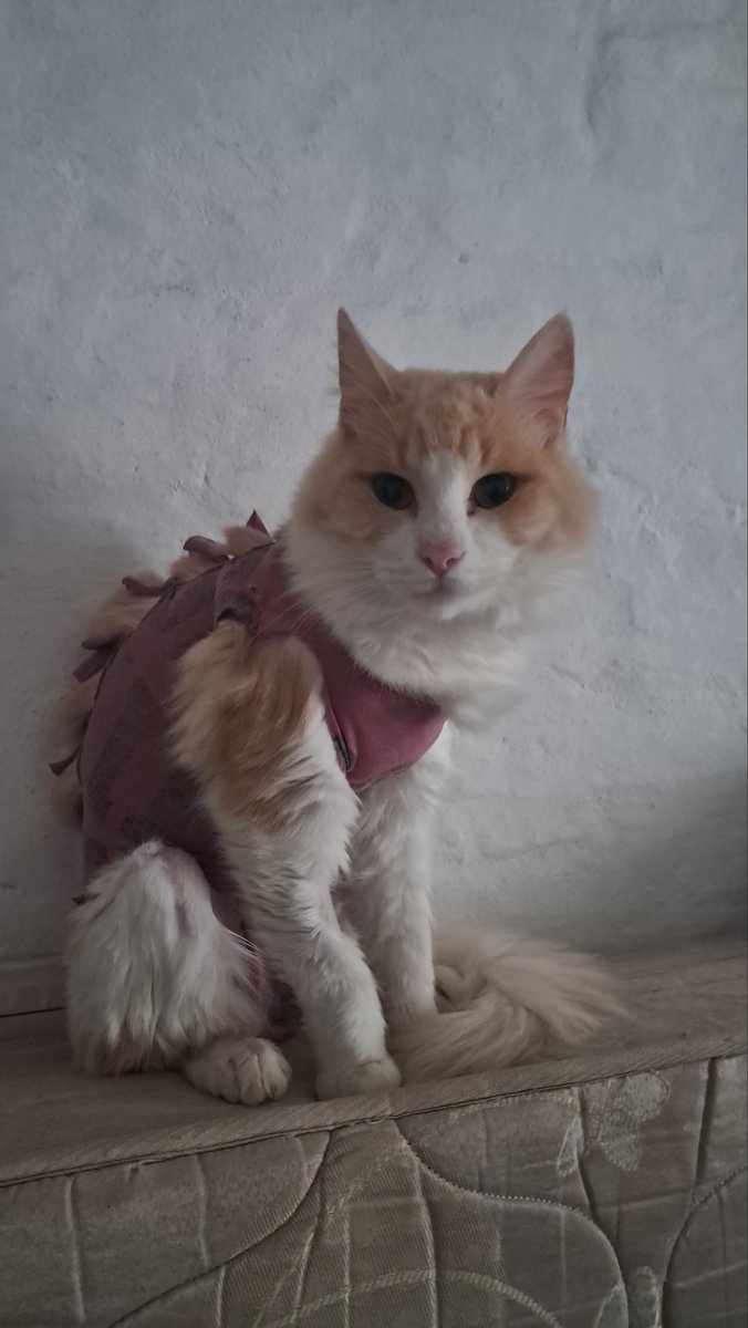 LiluTeam's tweet photo. Sobre el estado del gato cirujeado:
Ayer fue intervenido nuevamente y el veterinario dijo que tenia el testículo muy adentro de la pancita y aparte era grande, seguro por eso le dolía 😭
Está en casa con una remera cortada haciendo de malla contenedora para no tocarse los puntos https://t.co/ab30aSvU1v