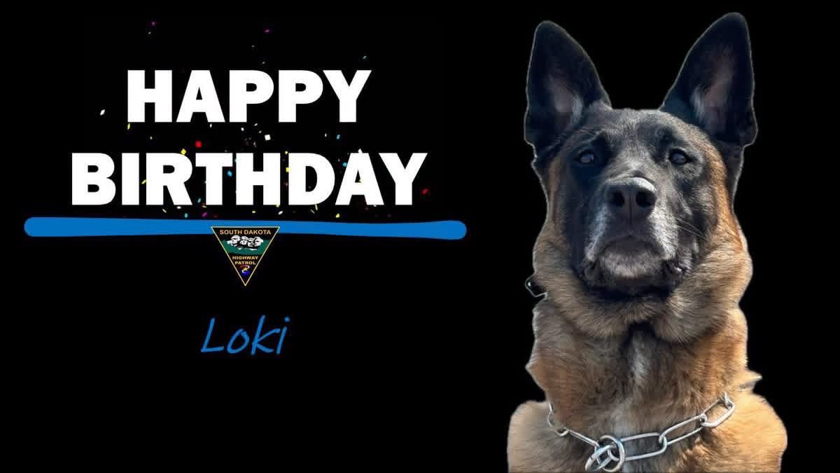 SDHighwayPatrol's tweet photo. Please join us in celebrating Police Service Dog Loki’s Birthday!! 

PSD Loki turns 7 years old today…

Happy Birthday Loki!!! 🎶 🎵 

🐾 🐾 🐾  #DriveSafeSD #KeepSDSafe #sdhppsdunit https://t.co/0dWJX6xMcp