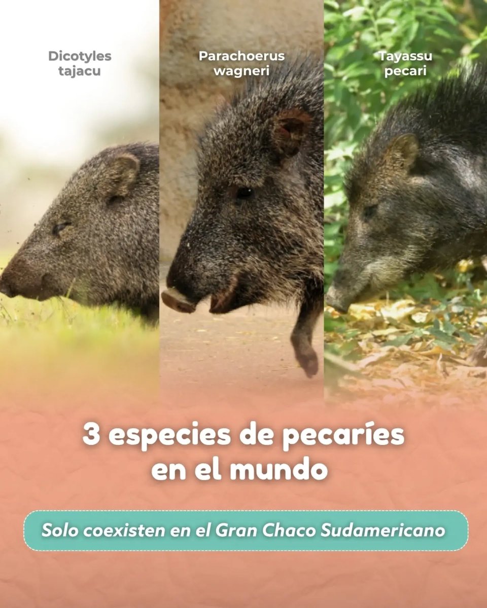 Drunken_Forest's tweet photo. ¿Sabías que existen 3 especies de pecaríes en América?Y solamente en el chaco coinciden todas
Pecarí quimilero o taguá (Parachoerus wagneri)
Pecarí labiado o tañykati (Tayassu pecari)
Pecarí de collar o kure’i (Dicotyles tajacu)
Imagen: Proyecto quimilero https://t.co/qNOtgPYtM8 https://t.co/p1LrZEVehz
