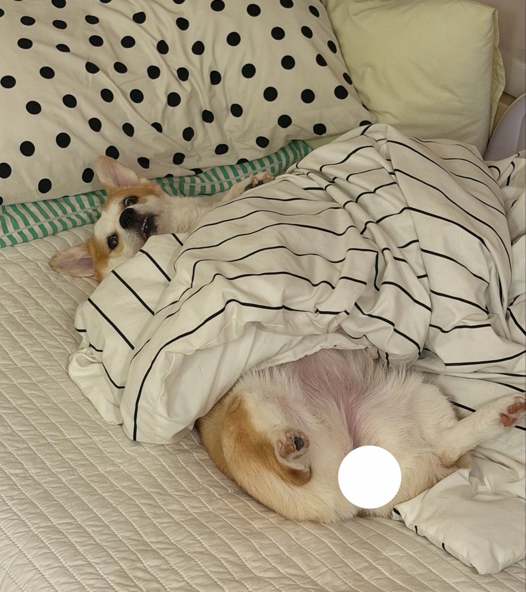 10mooS2's tweet photo. 지 혼자 이불 덮고 저러고 누워 잇는게
진짜 황당하고 .... 얜 진짜 정체가 뭘까??????? https://t.co/phSDcJwPiT