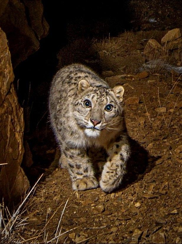 NatureAnimalw's tweet photo. https://t.co/rZGysAvawt