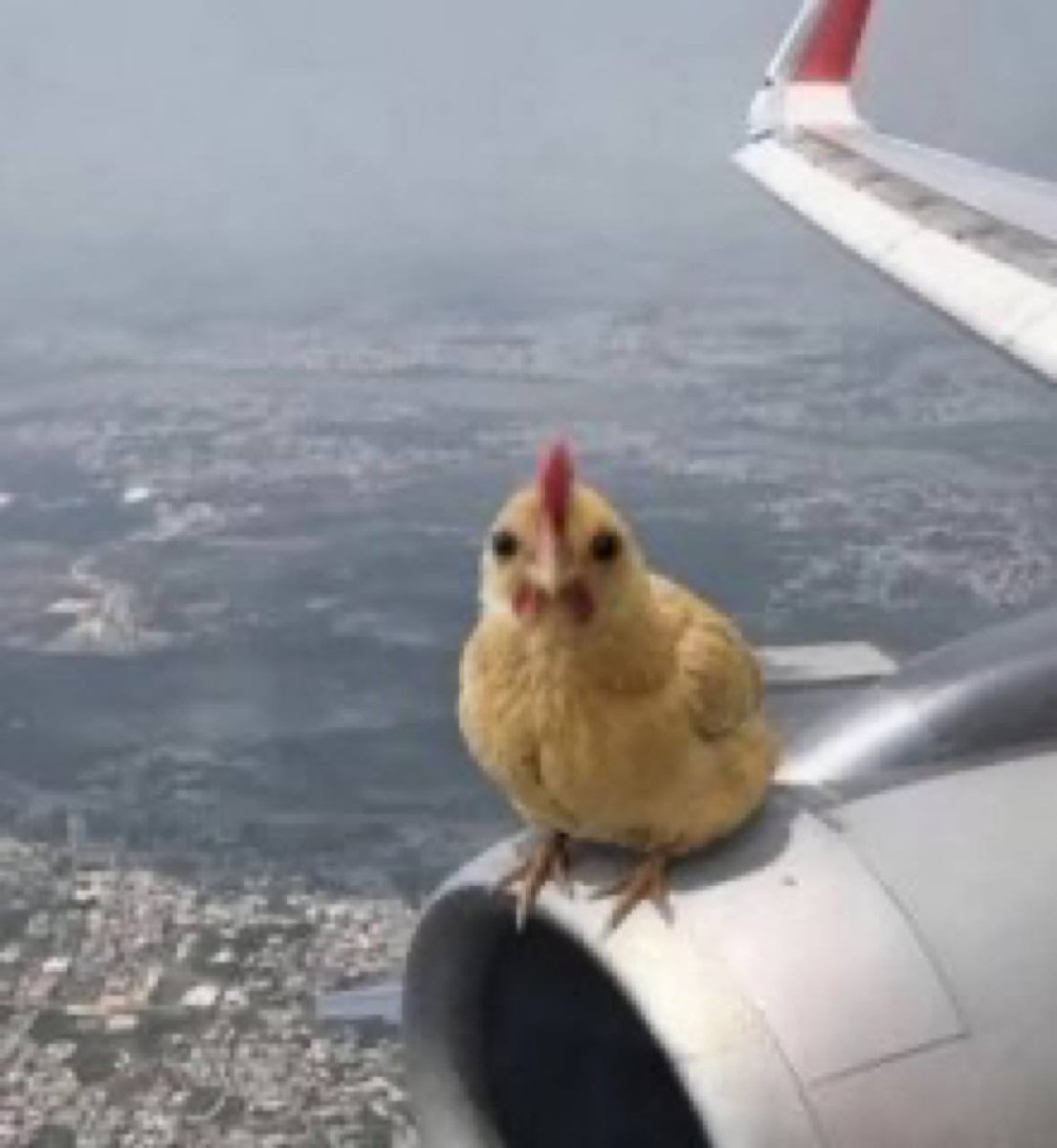HammyDen's tweet photo. @blknoiz06 🐤🐓🐤🐓 https://t.co/KHm7MmH8Gj