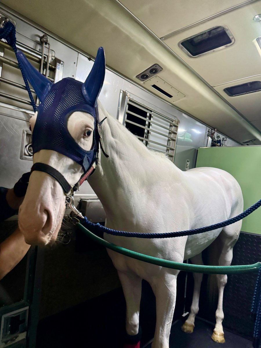 aoraki_family's tweet photo. 昨日、スノーエルヴァが函館競馬場に向けて出発しました🐴🚚
ディアレストクラブ出発前にピカピカにしてもらいました🥰✨

3歳戦も残りわずかとなりました🏇
ここまで田村厩舎のスタッフの皆様、そしてディアレストクラブの皆様が彼女のために全力を尽くして仕上げてくださっています🐴🩷✨

少しでも良い成績が残せるよう、ぜひ皆様からの温かいパワーをスノーエルヴァに送ってあげてください🐴💕🔥

なお、次走につきましては、函館到着後の体調や仕上がり状態を見ての判断となります。函館での出走になるか、札幌になるかはまだ未定ですので、決まり次第改めてご案内いたします🙇

引き続きの応援、よろしくお願いいたします🏇💨

#田村厩舎 #ディアレストクラブ 
#ピカピカエルヴァ