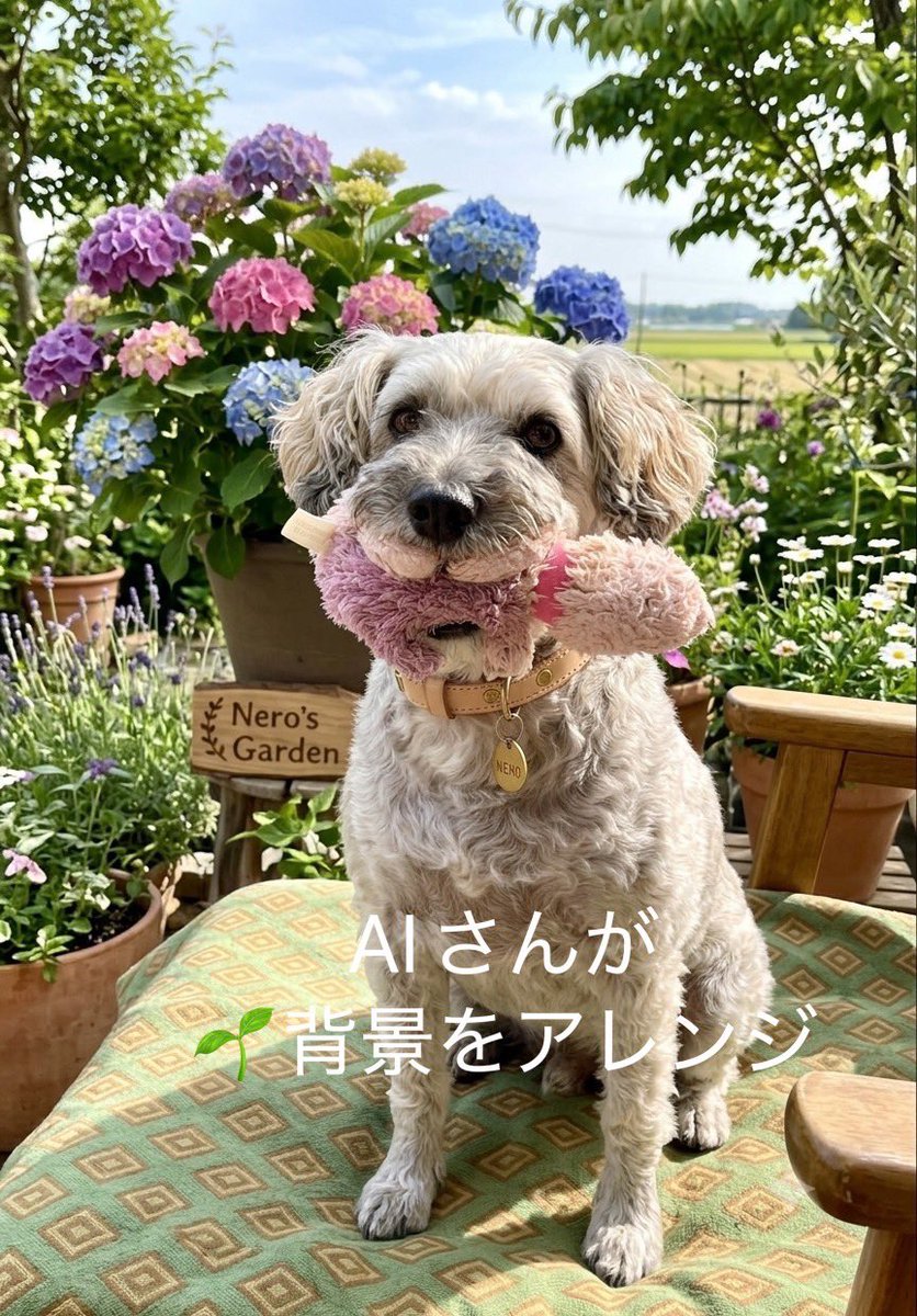 nerosuzu's tweet photo. 入院中のお姉ちゃんからAIにアレンジして貰った🐶ネロの画像が送られて来た😍可愛いー🩷
お姉ちゃん！体調がだいぶいい様子。　
（更に悪い所も🥹判明したけど‥）

はて🤔一昨日のわいのポスト📮見たんか😂これ見て頑張れ言う事か🤭
今日も仕事頑張ってくる٩( ᐛ )وねー https://t.co/lxeRNvMDYZ