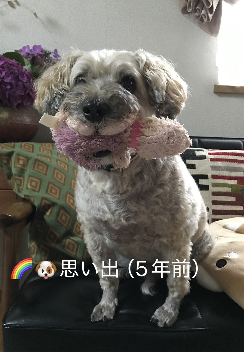 nerosuzu's tweet photo. 入院中のお姉ちゃんからAIにアレンジして貰った🐶ネロの画像が送られて来た😍可愛いー🩷
お姉ちゃん！体調がだいぶいい様子。　
（更に悪い所も🥹判明したけど‥）

はて🤔一昨日のわいのポスト📮見たんか😂これ見て頑張れ言う事か🤭
今日も仕事頑張ってくる٩( ᐛ )وねー https://t.co/lxeRNvMDYZ
