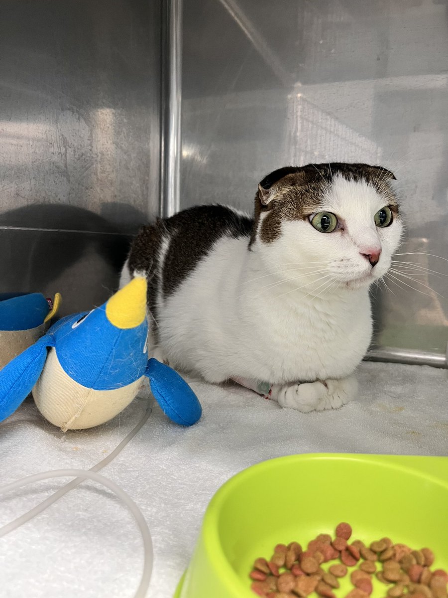 kanapockle's tweet photo. 今朝もうし🐮の面会に行ってきた🏥
肝臓の数値３桁やったのが2桁に下がったし、表情もしっかりしてるからお家帰って大丈夫じゃないかなーとのことでした🐮
お気に入りのペンギン🐧抱えて寝てたみたい🥺
🏥ではパニックにもならず、横になったり香箱座りでくつろいでるって😅

#猫 https://t.co/Q3ERWJlhWX