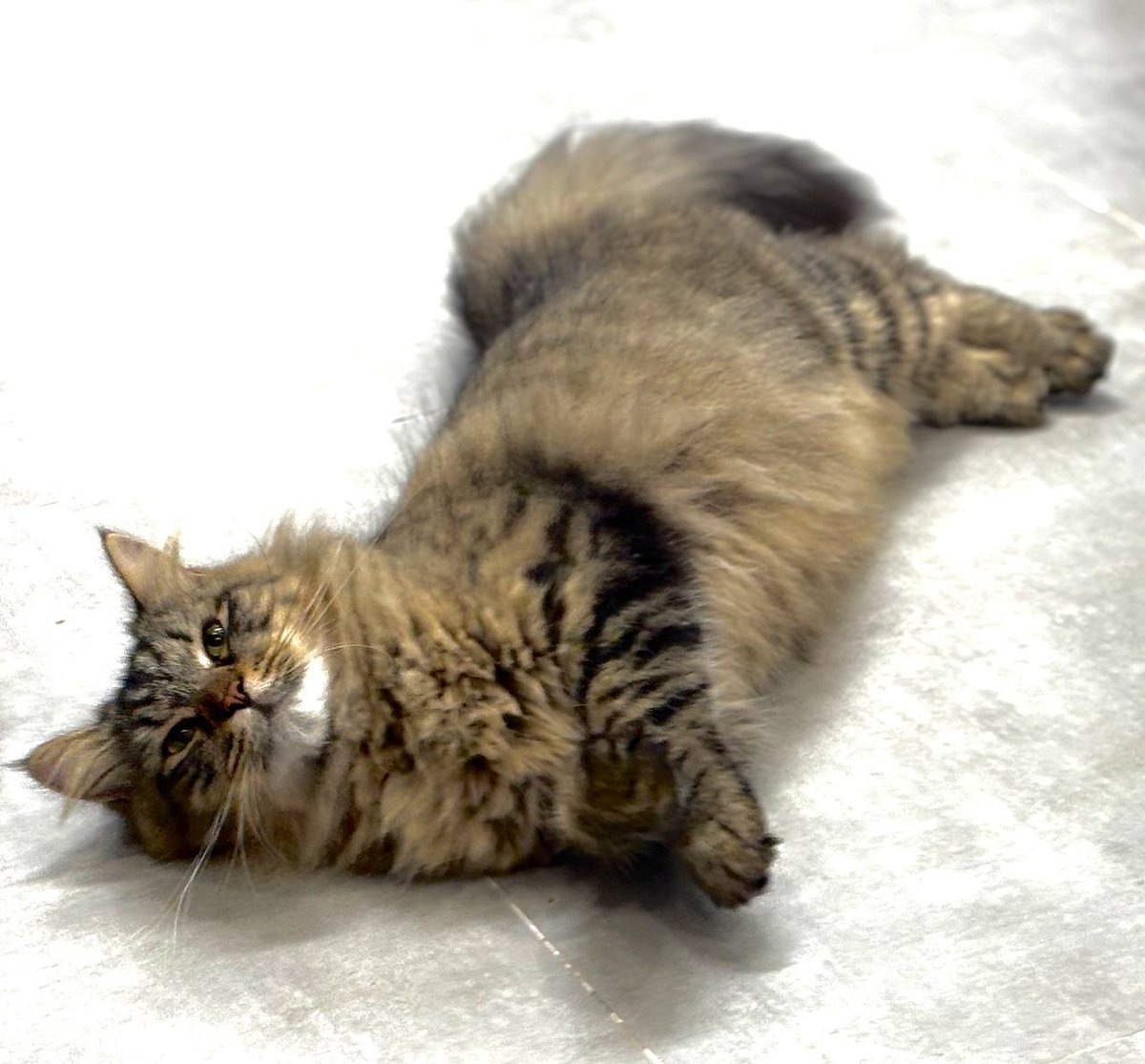 scarycatsmind's tweet photo. これ、蚊を寄せ付けないようにマタタビ体にこすりつけて更に快感を得てるらしい🐾 https://t.co/e5CBEDgdIA
