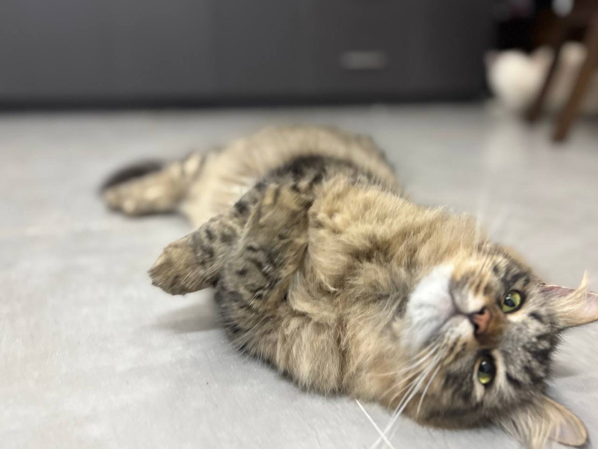 scarycatsmind's tweet photo. これ、蚊を寄せ付けないようにマタタビ体にこすりつけて更に快感を得てるらしい🐾 https://t.co/e5CBEDgdIA