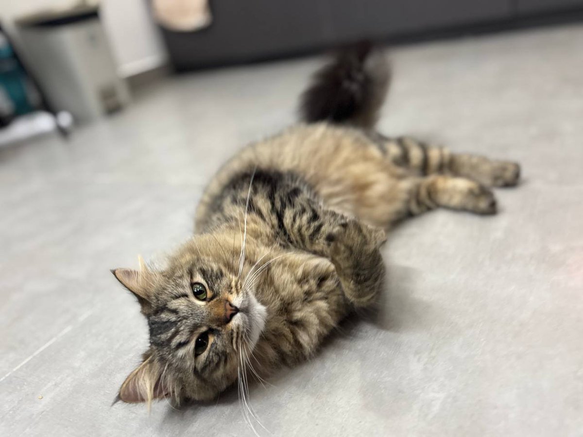 scarycatsmind's tweet photo. これ、蚊を寄せ付けないようにマタタビ体にこすりつけて更に快感を得てるらしい🐾 https://t.co/e5CBEDgdIA