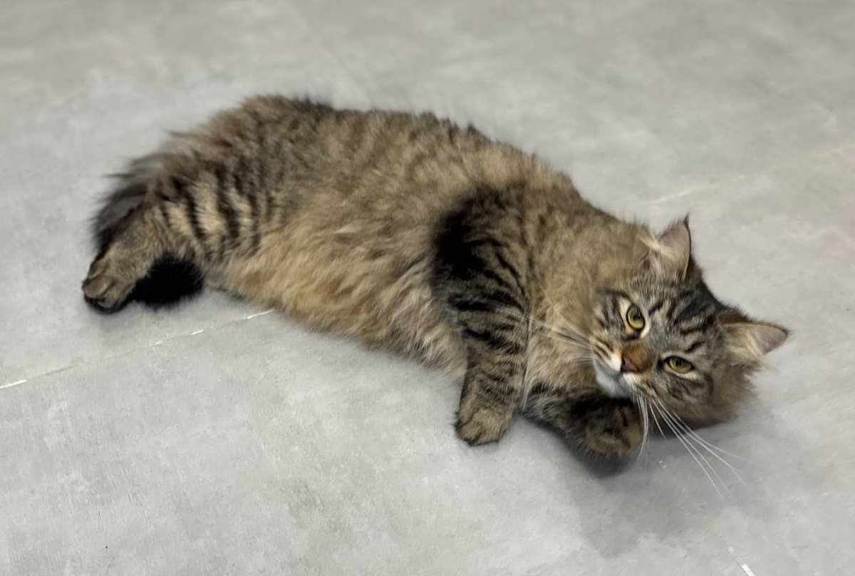 scarycatsmind's tweet photo. これ、蚊を寄せ付けないようにマタタビ体にこすりつけて更に快感を得てるらしい🐾 https://t.co/e5CBEDgdIA