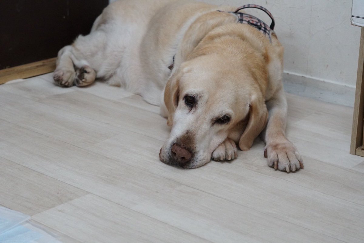 wandan_dog's tweet photo. お世話になっております🐾
雨が続いていますね☔️

室内での触れ合い型シェルターのわんだん邸天気に左右されずにわんちゃんに癒されたい方是非お越しください✨️
わんちゃん達とお待ちしております💗
 #清瀬市 #里親募集中 #ラブラドール #フレンチブルドッグ https://t.co/W7JqIIU8bP