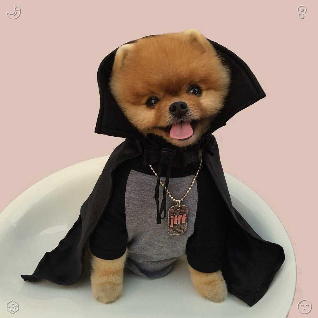 theCmane's tweet photo. Experience the city's most primal and pure beauty during a morning run. Away from the noise of crowds and traffic, the dawn reveals a quiet and rare gentleness. 👟 Dog Walk: The dog is full of joy. https://t.co/VD604fWv25