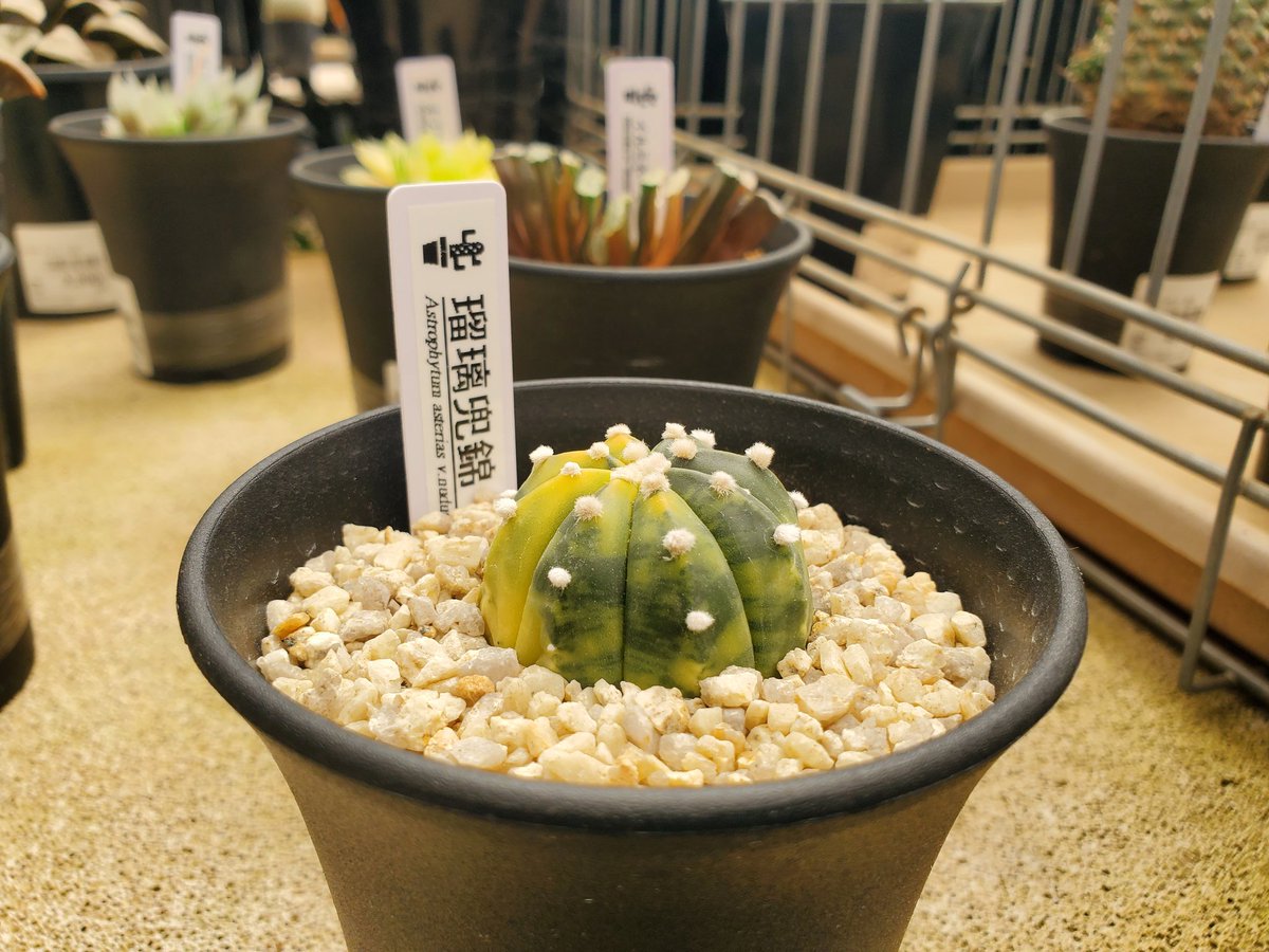 yoshioka_plants's tweet photo. アストロフィツム・瑠璃兜錦🌵🌵
#植物のある暮らし
#astrophytum
#caudex
#cactus
#suculentas https://t.co/XZAiJSYcBC