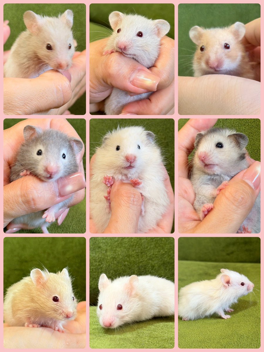 lelbum's tweet photo. 販売開始します🐹♡ https://t.co/sPiIJdmnbL