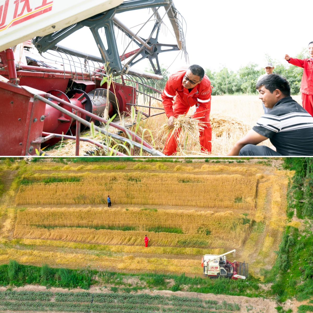 CNPCspanish's tweet photo. 🌾🚜En plena temporada de cosecha estival, los miembros del equipo de trabajo residente en aldeas del Campo Petrolero de Xinjiang de PetroChina se adentraron en los campos. 

😊Aprovechando el tiempo agrícola oportuno, ayudaron a los agricultores a cosechar, secar y transportar el trigo, aliviando eficazmente el problema de escasez de mano de obra de los campesinos, contribuyendo a que todo el grano de la cosecha estival sea guardado en los graneros.