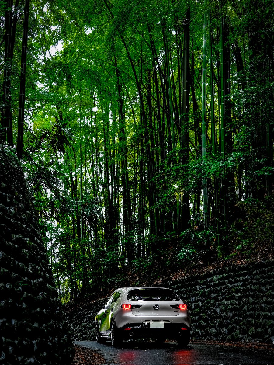 yaaama_try's tweet photo. 竹林の峠道を行く
#withmazda
#プラチナクォーツメタリック
#MAZDA3 https://t.co/wxnuHSMeb5