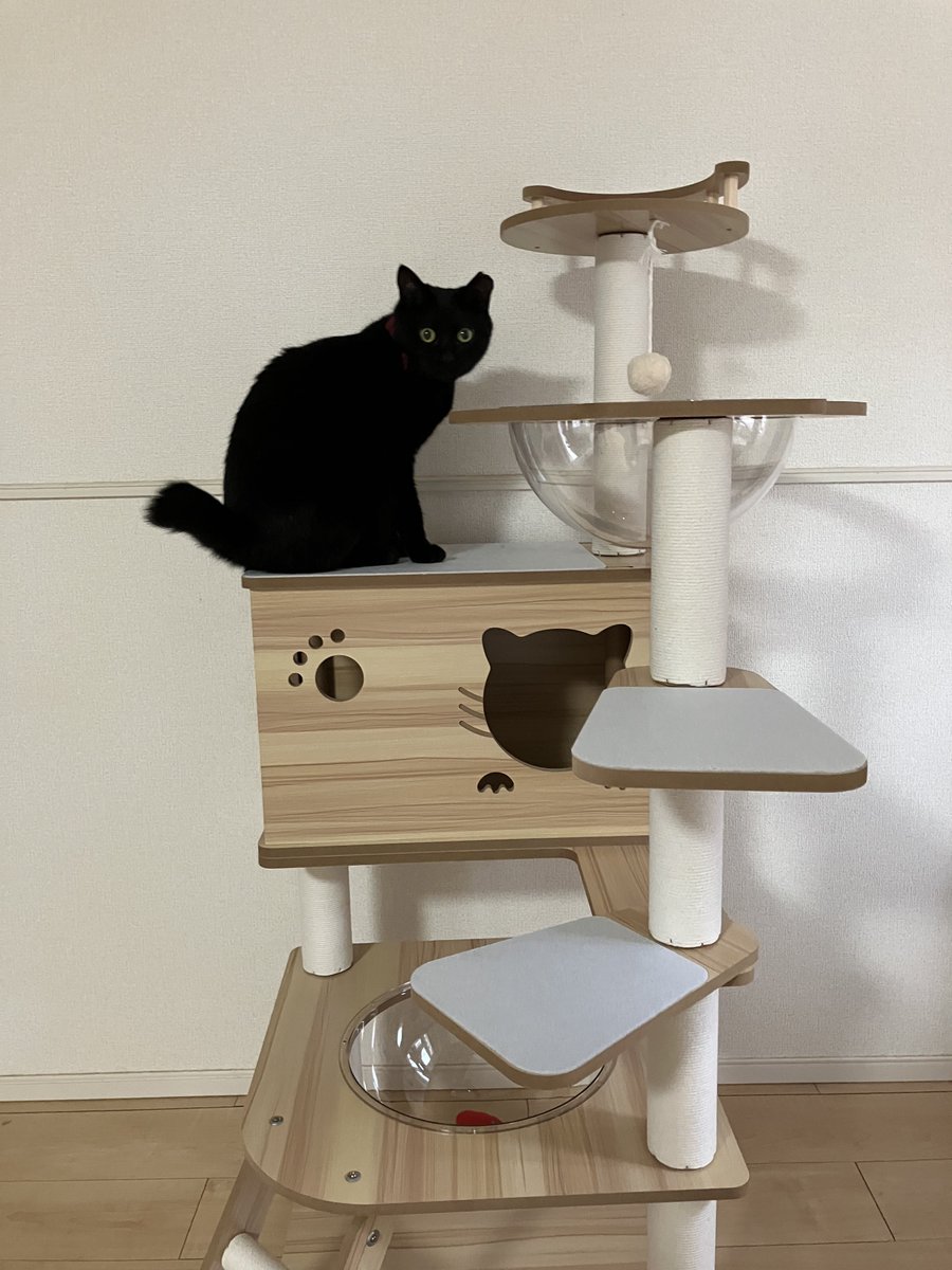 ponpopo0807's tweet photo. 新しいキャットタワー買った😸
透明ボウルは怖がって乗ってくれない…抱っこして乗せようとするとめちゃ突っぱねてくる😂 https://t.co/2tGqwqFscy