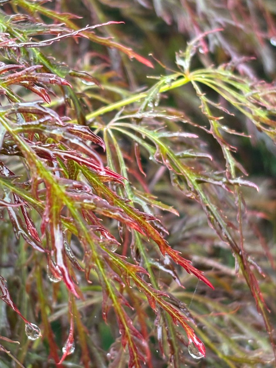 pyappyachan's tweet photo. おはようございます。
富山市は雨です。
梅雨らしい天気です。
#トヤマ商事
#がんばろう能登
#企業公式相互フォロー
#企業公式が毎朝地元の天気を言い合う
#DGP https://t.co/xXvradxCni