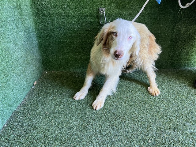 AnimaLancaster's tweet photo. #A5764801
Female, white and brown Australian Shepherd
10 months old.
https://t.co/vuAnMu9zCF https://t.co/DI9MxXWI0V