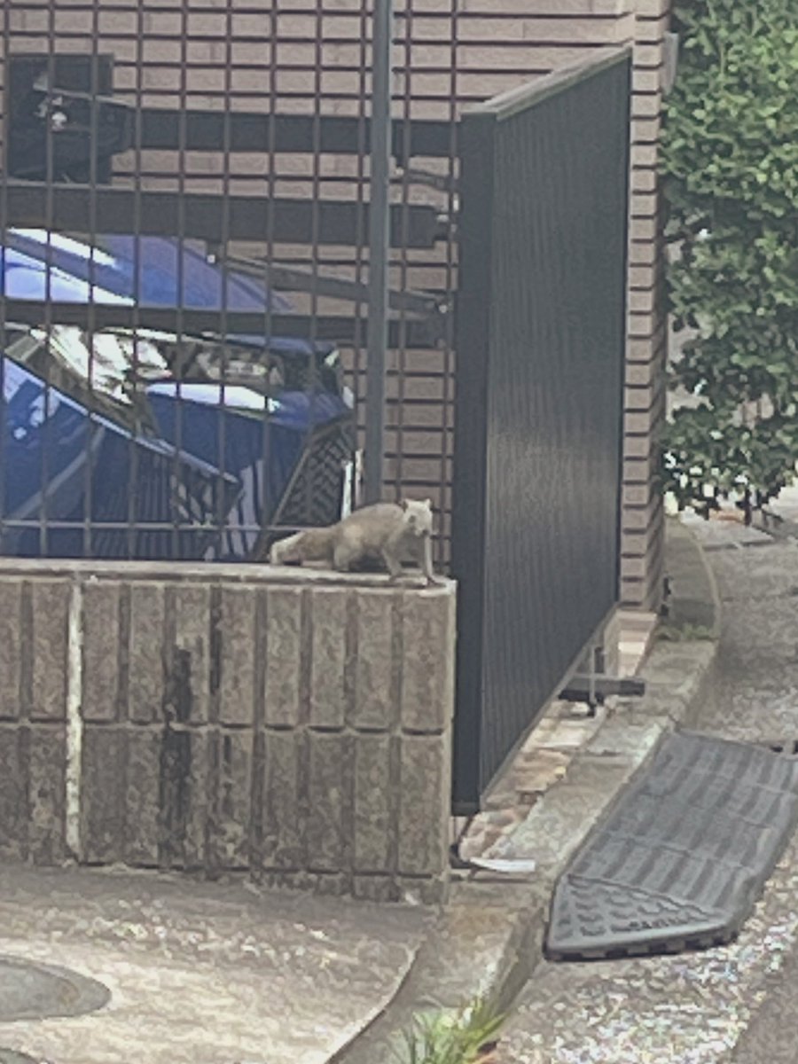 samoyedcello's tweet photo. 今日は発表会です！
リハーサルの順番待ち中。

控室にゴミが落ちてるのかと思ったらカニでした😳！

この辺り小さな川があるけれどそこから来たのかしら？

そういえば昨日仕事中に不法侵入するリスを発見！

横浜市金沢区は自然豊かです😅 https://t.co/bAjQ4pn1Iy