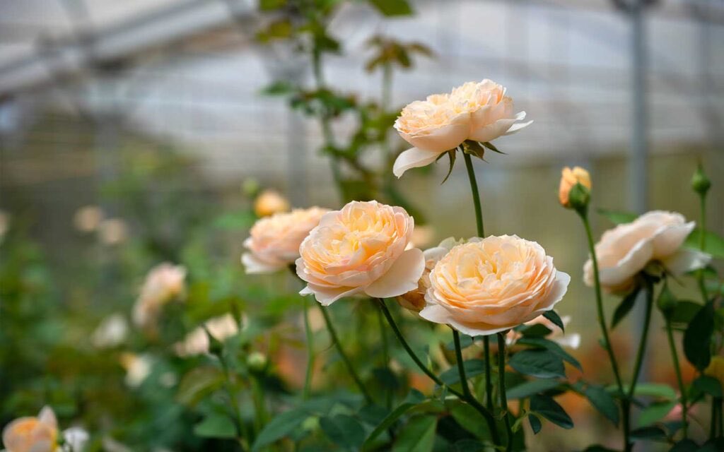 AAhmed___'s tweet photo. كل #صباح و مع بزوغ الشمس ☀️

            يا رب أملاً جديداً و أرزاق تكتب
                      و نفس مطمئنة 

#صباح_الخير https://t.co/BOMXfjZ8W2
