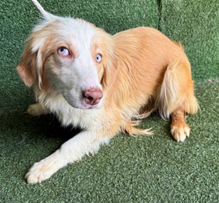 AnimaLancaster's tweet photo. #A5764803
Female, tan and white Australian shepherd
10 months old.
https://t.co/N2cEWLi3uD https://t.co/0sXg5yGS70