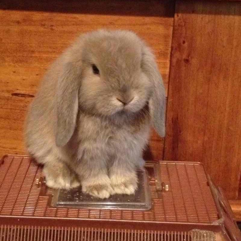 withmylohen's tweet photo. 🐰 https://t.co/OWJhaP21Qj