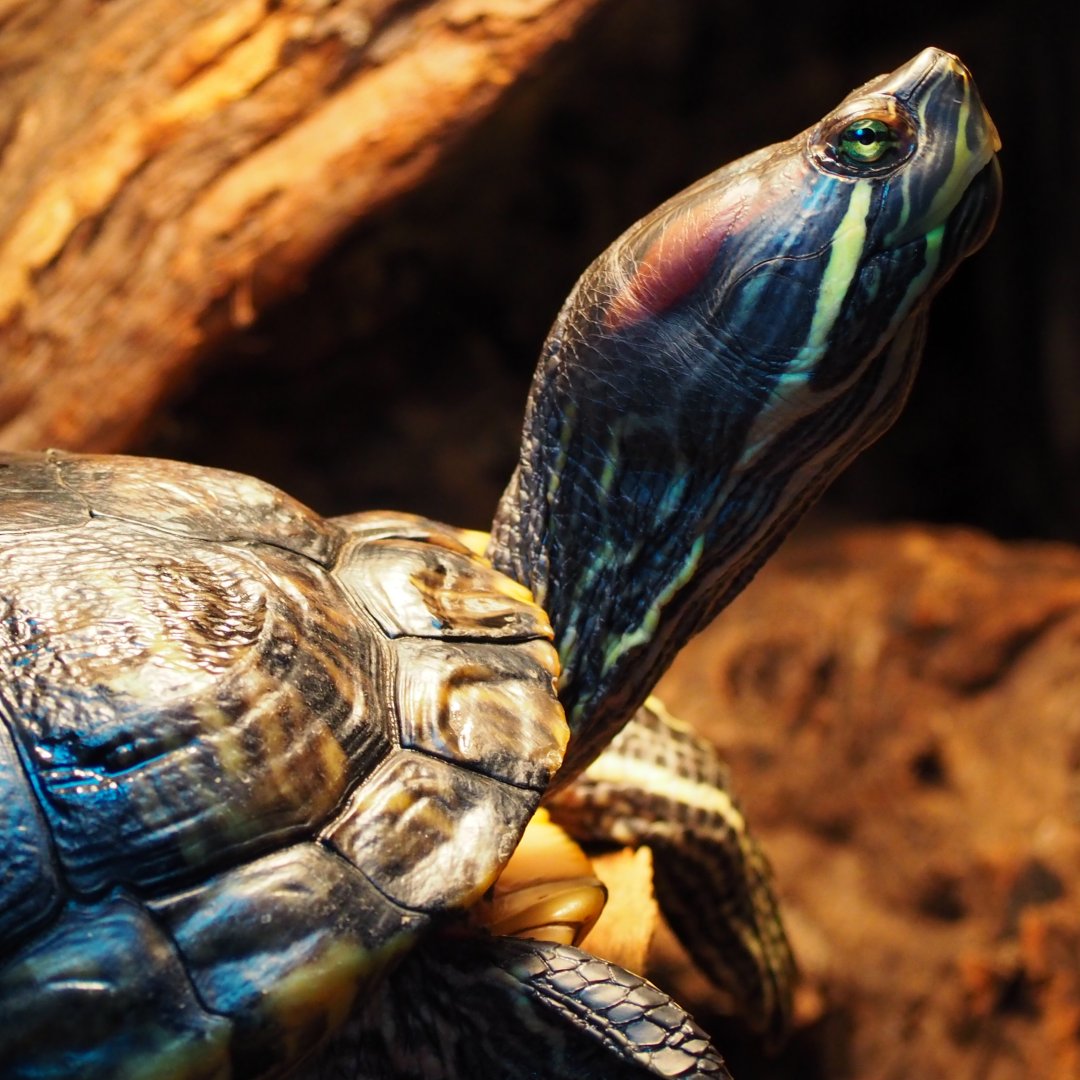 trachemysfan's tweet photo. 無断転載ごめんなさい。
アカミミガメの目ってほんと綺麗なんですよ。
#trachemysscriptaELEGANS https://t.co/7XTKFmghSv