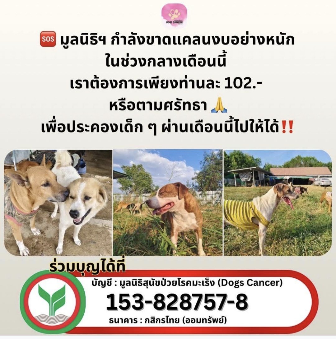 nagiyasaii9's tweet photo. 🐶🙏 ช่วยต่อลมหายใจให้น้องหมาป่วยมะเร็งกันค่ะ 

ร่วมสมทบทุนเพียง 102 บาท 
หรือตามกำลังศรัทธา

💚 กสิกรไทย 
เลขบัญชี 153-828757-8 
มูลนิธิสุนัขป่วยโรคมะเร็ง (Dogs Cancer)

อนุโมทนาบุญสาธุค่ะ 🙏 https://t.co/Twvwzn5xsr