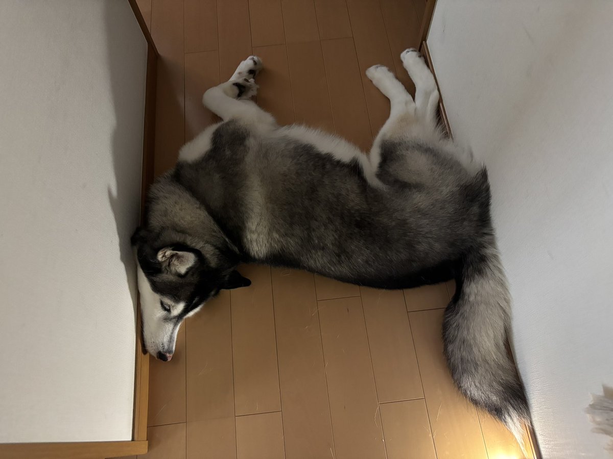 kn_sea1015's tweet photo. 失敗したテトリスみたいになってる https://t.co/Ww1lUoOicU