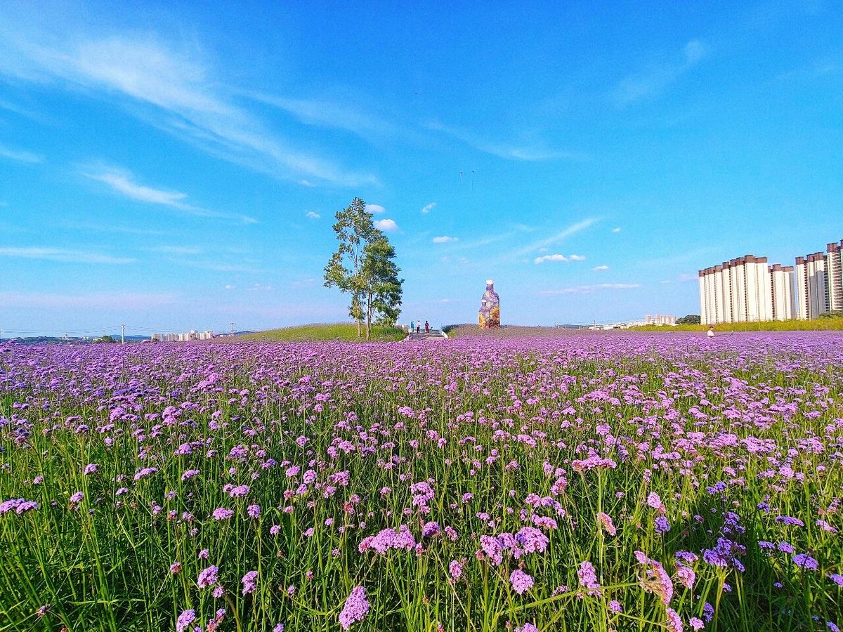 FunLiaoyuan's tweet photo. 辽源马鞭草花海大变样！ https://t.co/L9GMPSYwMh