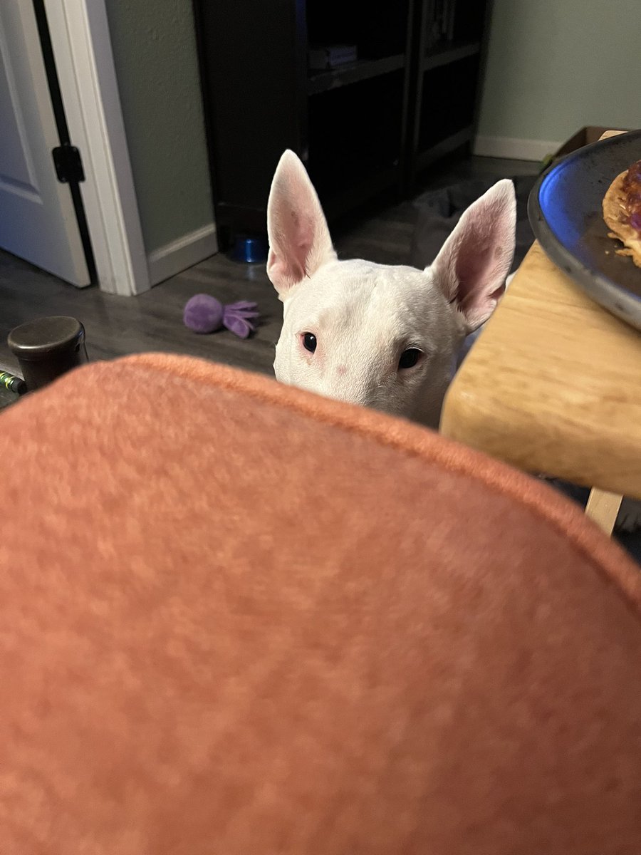 🐶 NELSON tweet media
