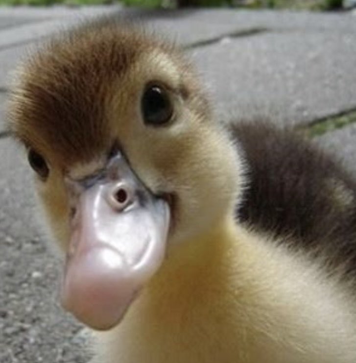 BegoodCarolyn's tweet photo. QUACK QUACK 🦆🦆(106) #KnockKnock ✊✊😆
MUSLIMS 🤔 (106) #IYKYK
HIDDEN👆ENEMY (106)
PROPHECY🕯️☀️🕊️(106) #GodWon #GoodWon
DIVINE PLAN🇺🇸🦅(106) #WWGOWGA 🔔🤲🌎🕊️🕯️🩵✝️👑🌹☀️🤠😎💪 https://t.co/nNz4PeL6BK