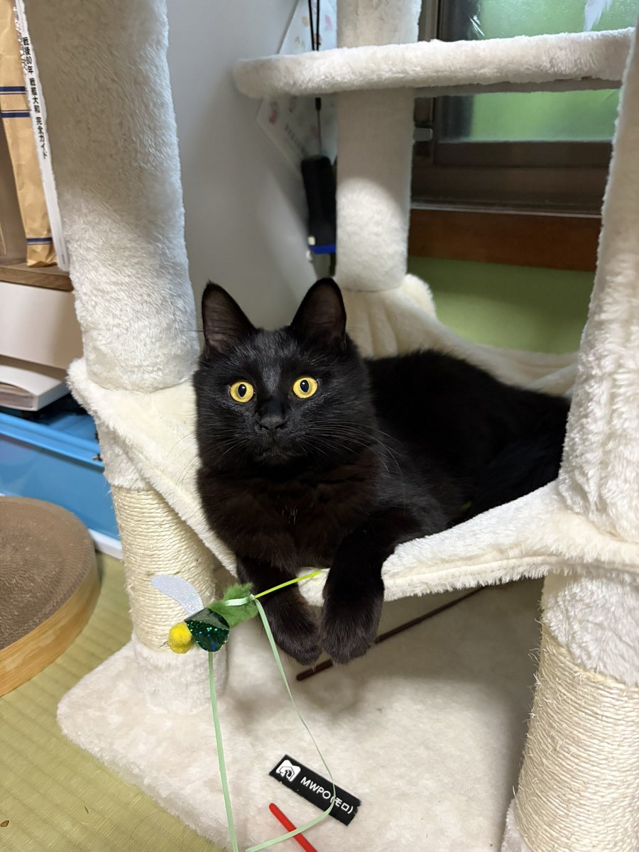 nekookei's tweet photo. 1ヶ月を超えて、全然飼い主さん見つからないからもう我が家の子で良い、、よね、、？
一応探し続けてはみるけどさ、見つからないんだ。
にゃんスプーンを初めて見せたら、早く！早く頂戴！！！って飛びついてきたから
絶対飼い猫だと思うんだけど。。

#迷い猫　#迷子猫　#保護猫 https://t.co/QyfFaDGQ6T